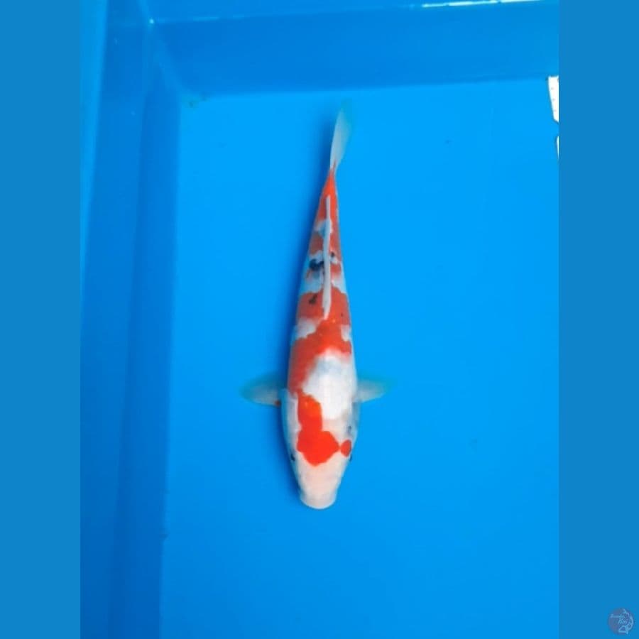 sanke 27cm