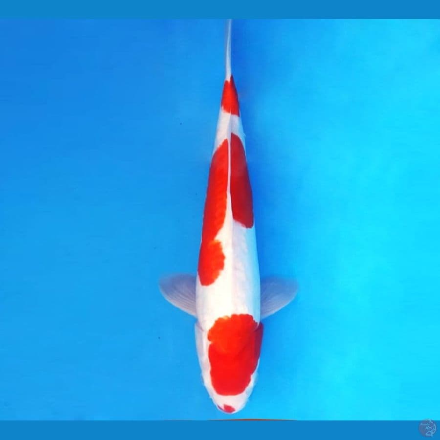 KOHAKU 3 STEP 37 cm female