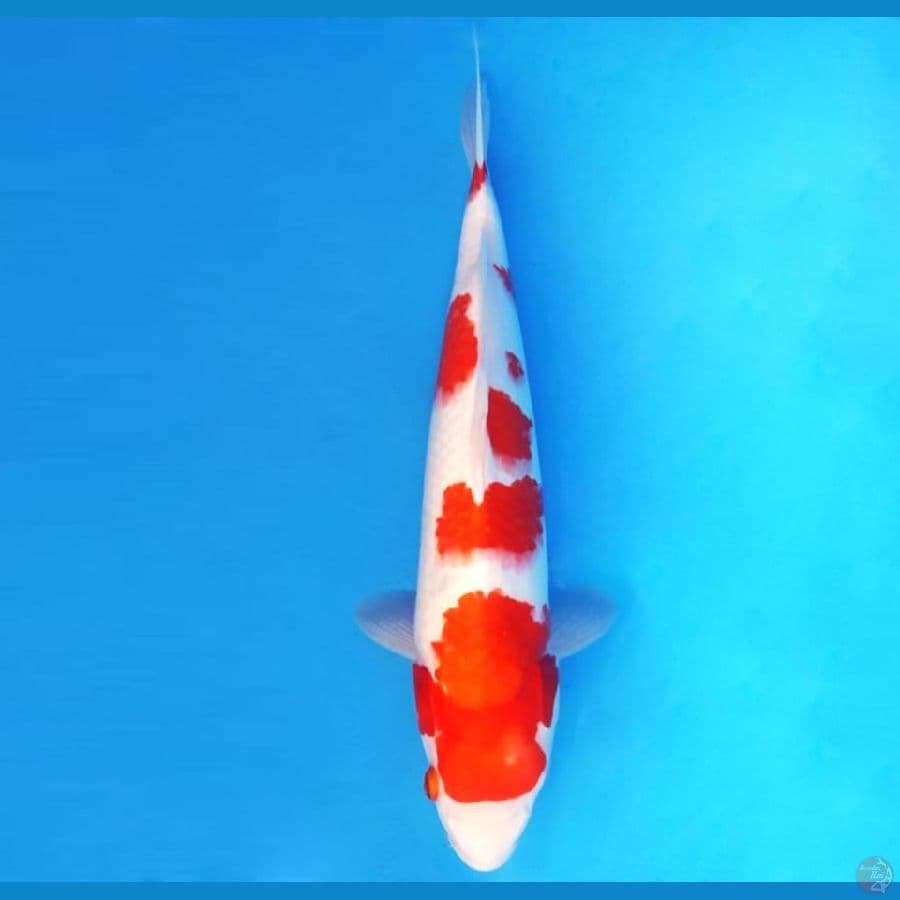 KOHAKU 33 cm female