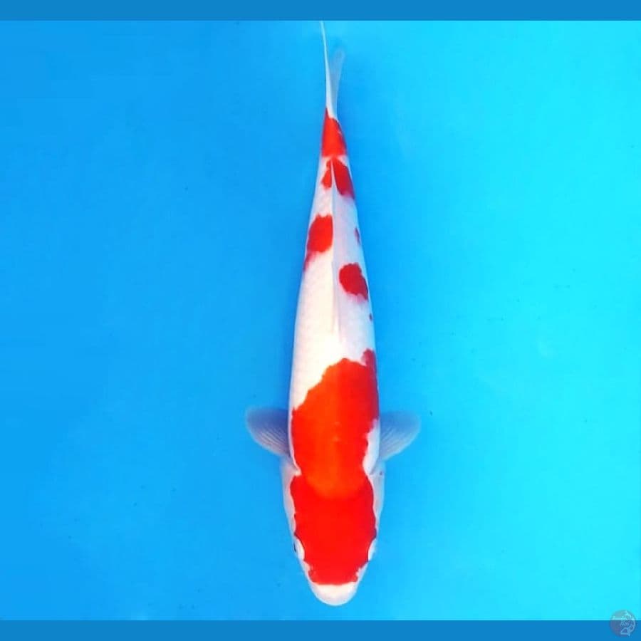 KOHAKU 34 cm female
