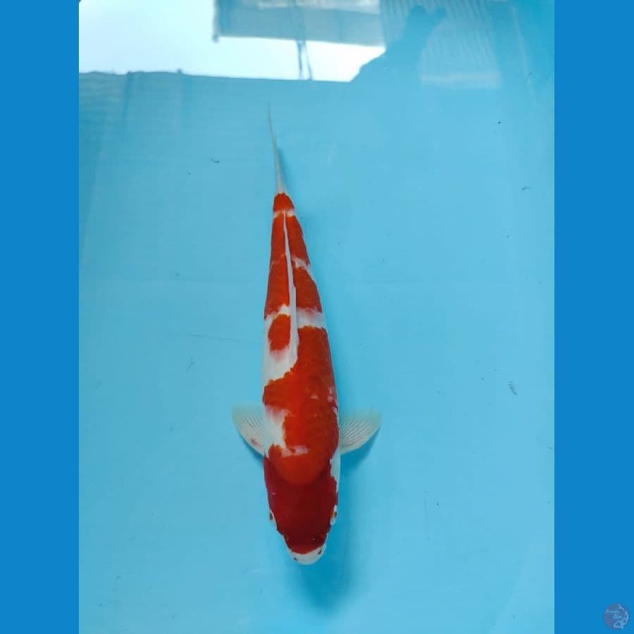 kohaku 34cm