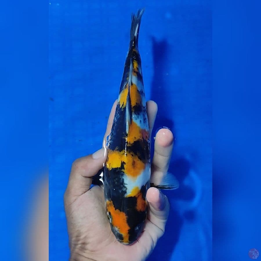 SHOWA HQ 23cm