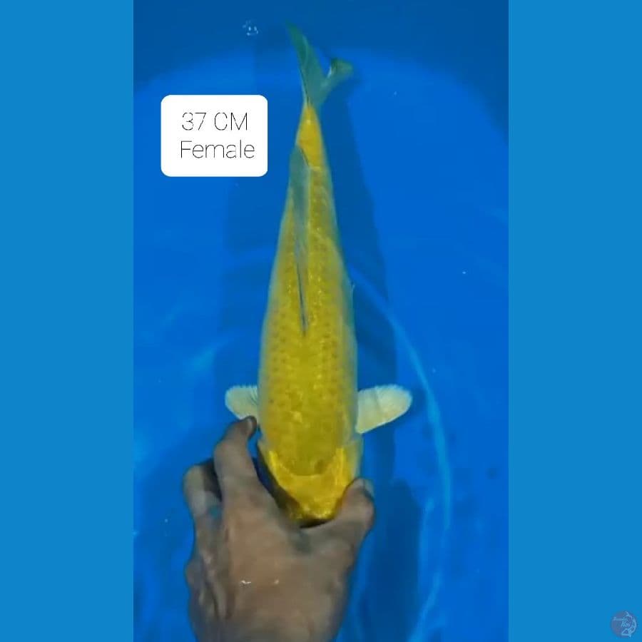Midori 37 CM