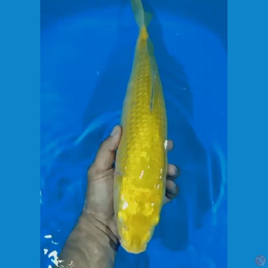 Midori 37 CM
