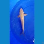KARASI GINRIN 35 CM JANTAN