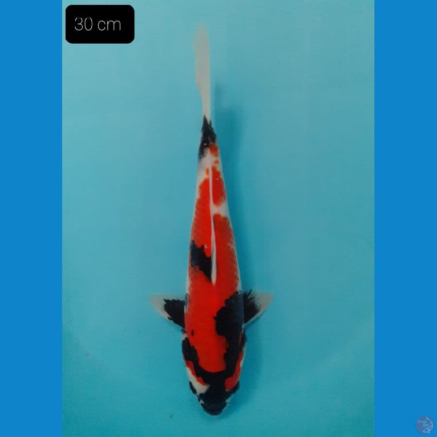 Showa 31 cm