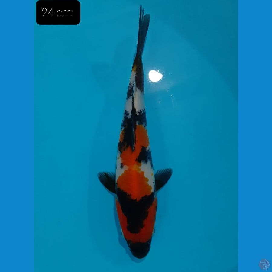 Showa 24 cm