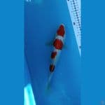 Kohaku