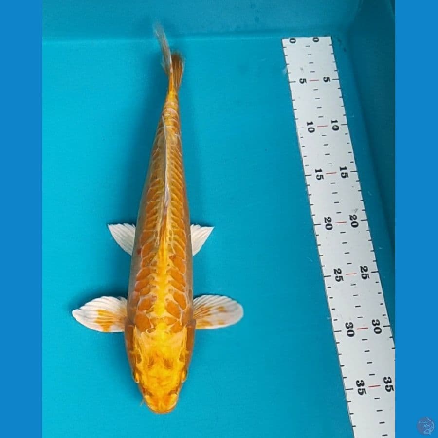 kawarimono 34cm male