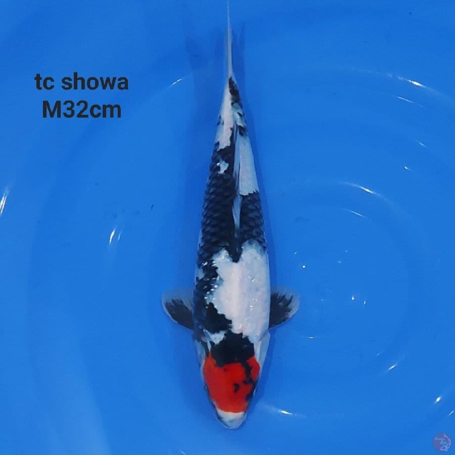 gaz - TANCHO SHOWA