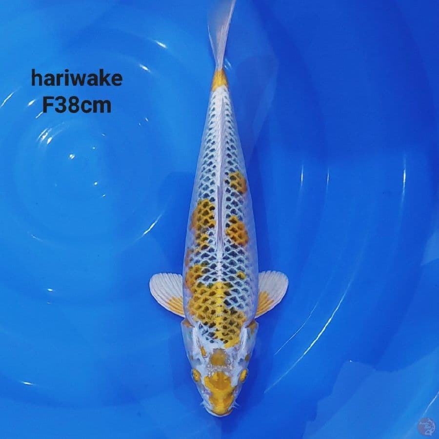 gaz - HARIWAKE BULKY