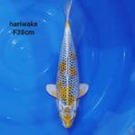 gaz - HARIWAKE BULKY
