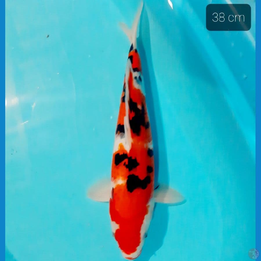 sanke jumbo 38 cm