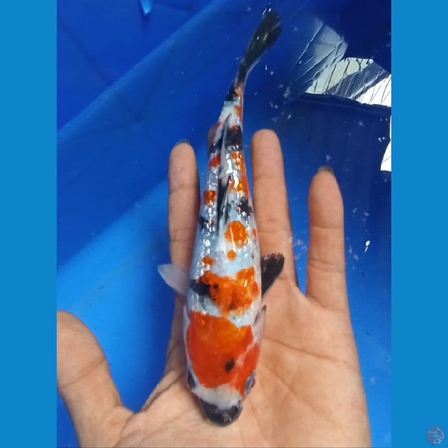 Showa ginrin 20 cm