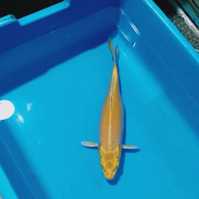 Ogon 28cm