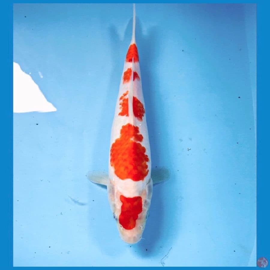 kohaku, 24 cm