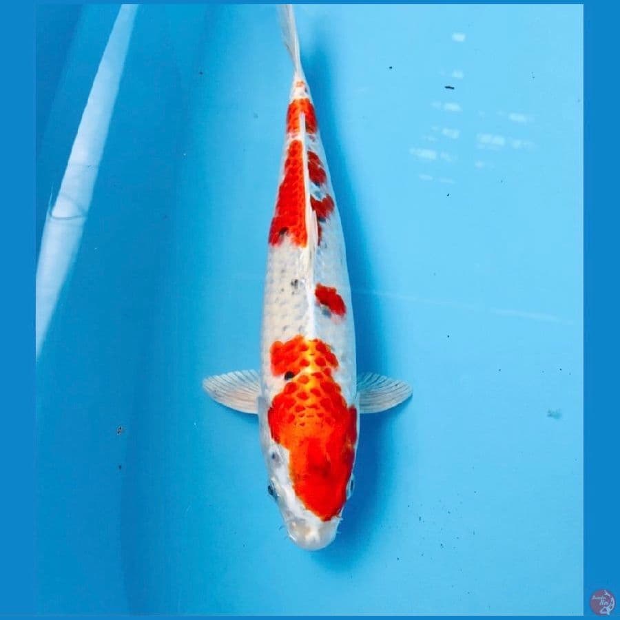 sakura ogon, male 30 cm