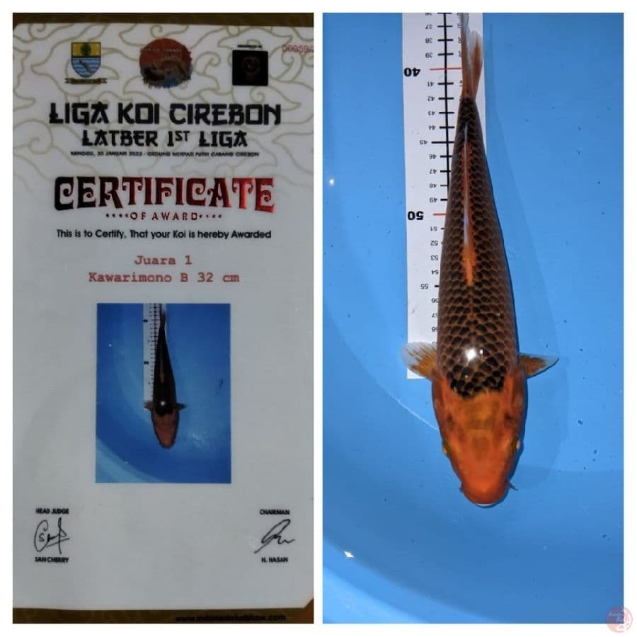 Aka Matsuba 32cm