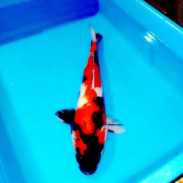 Showa 32cm