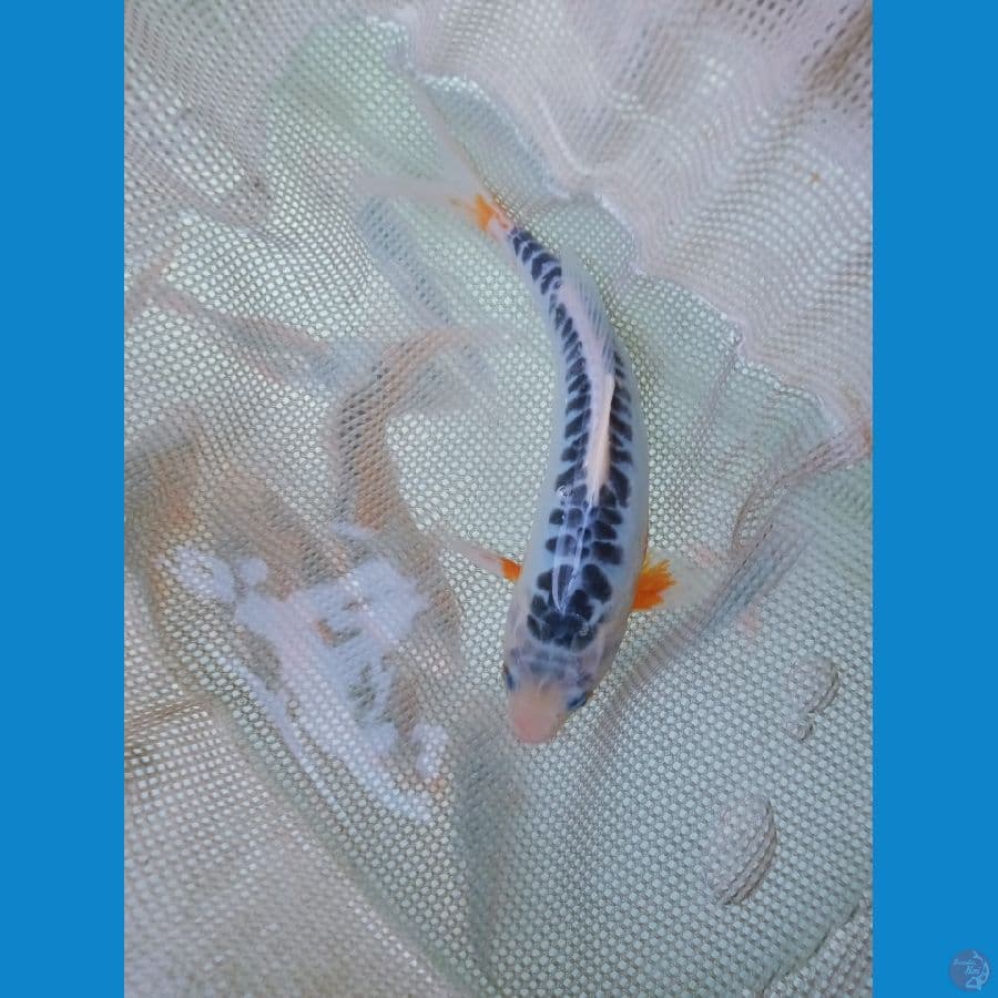 24 cm Shusui minim hana