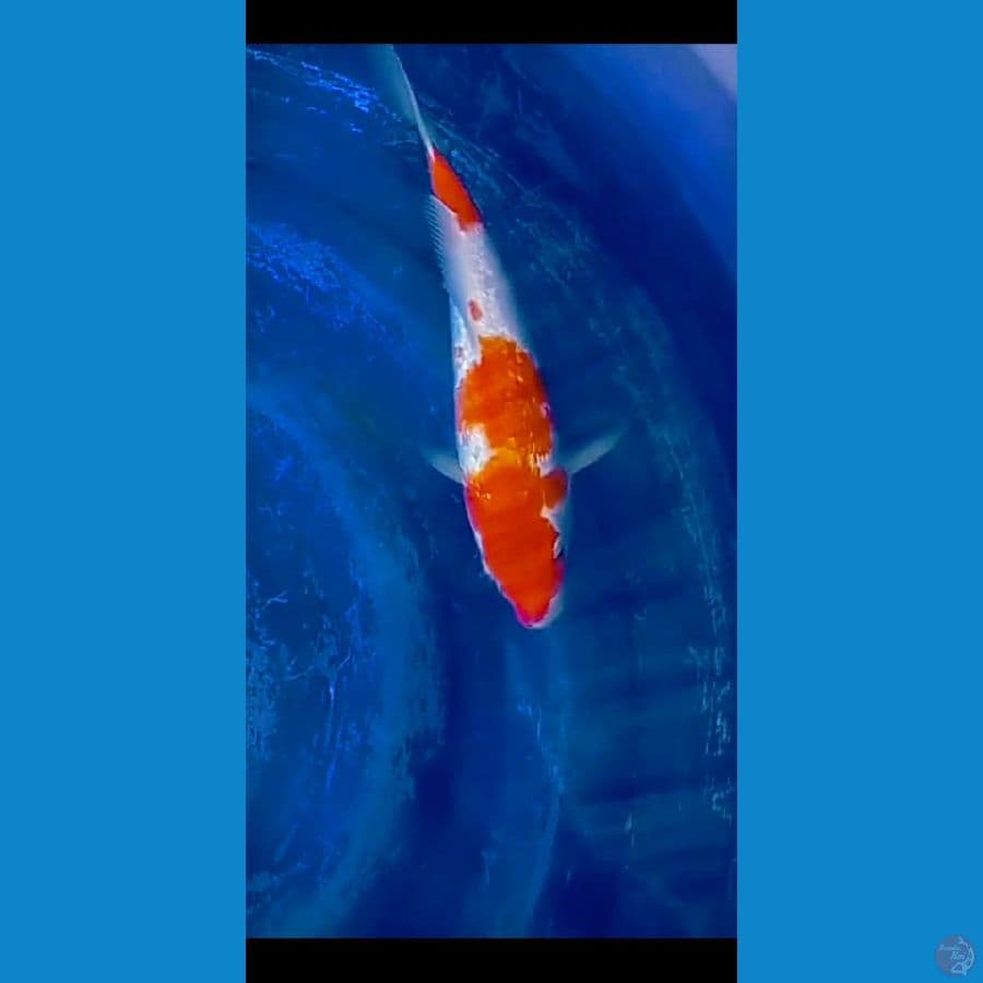 the kohaku ginrin