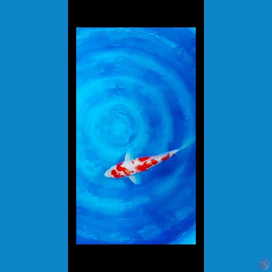 the kohaku full ginrin