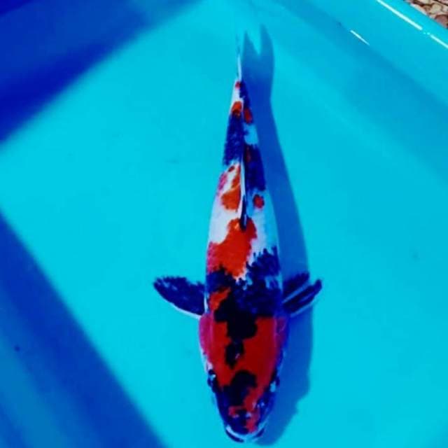 Showa merah 32cm