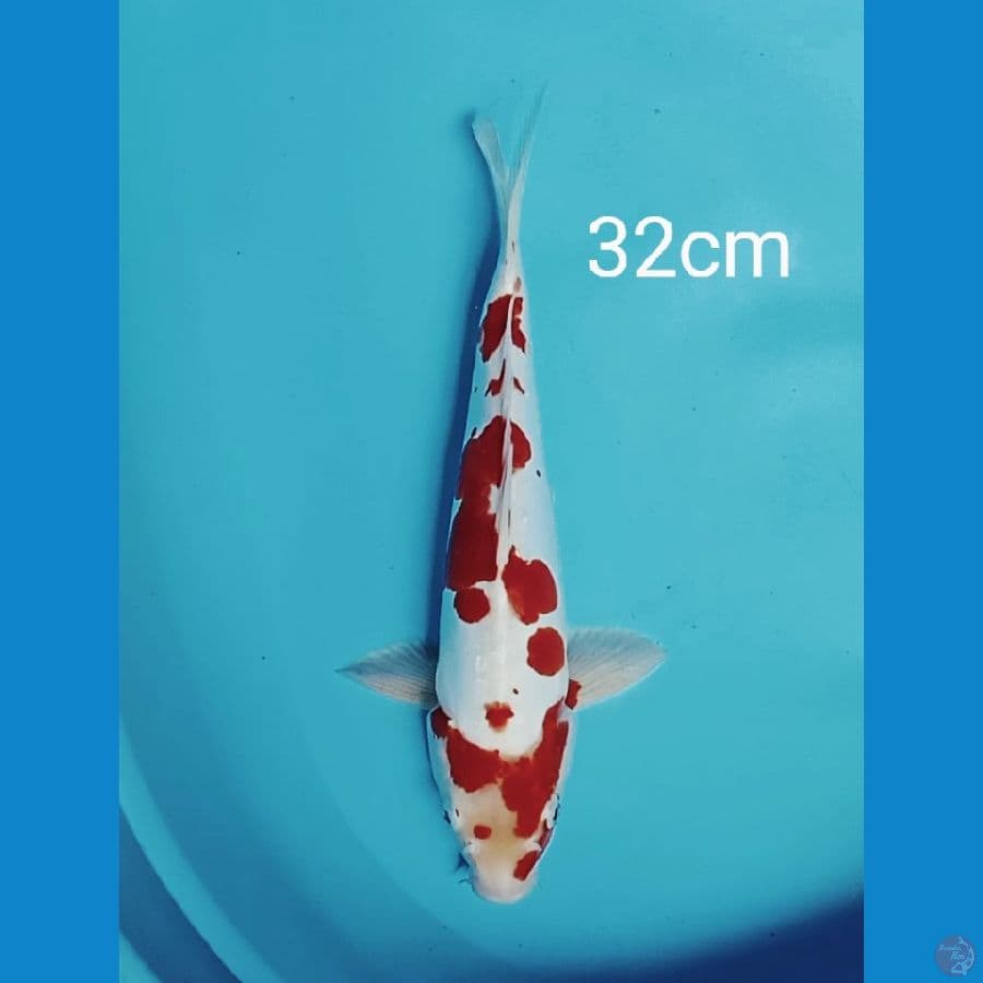 kohaku doitsu 32cm