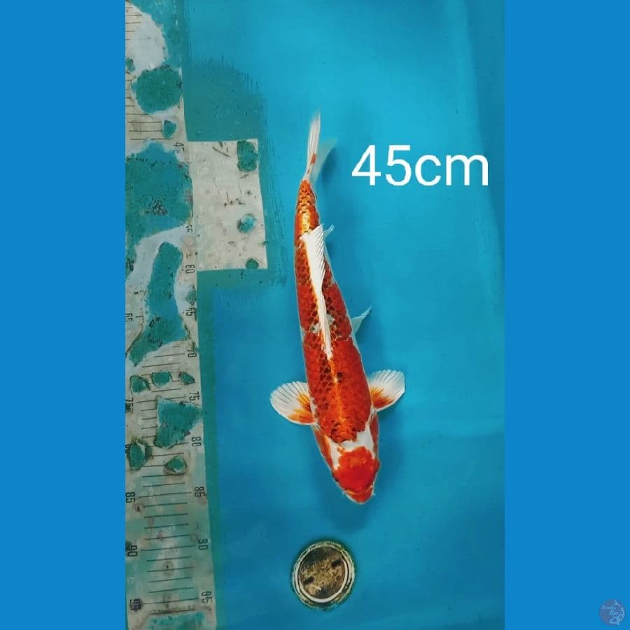 Jumbo Kujaku 45cm