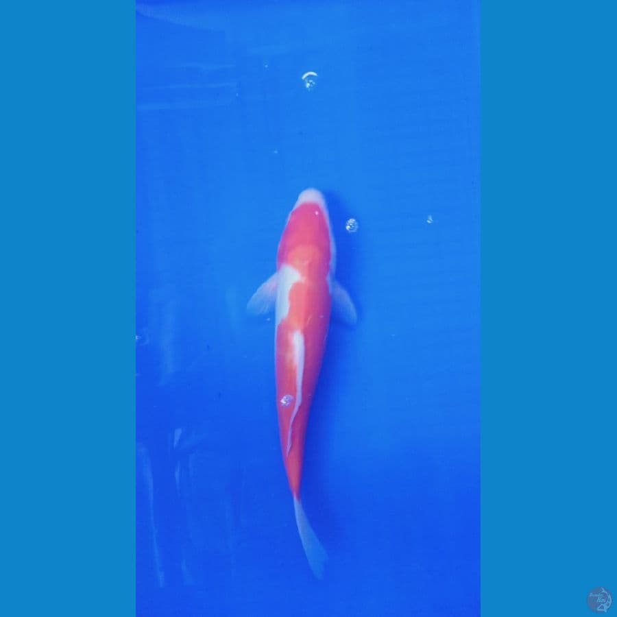 25 cm kohaku doitsu