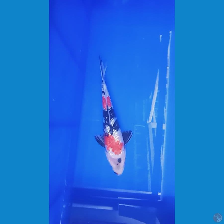 21 cm Showa Ginrin