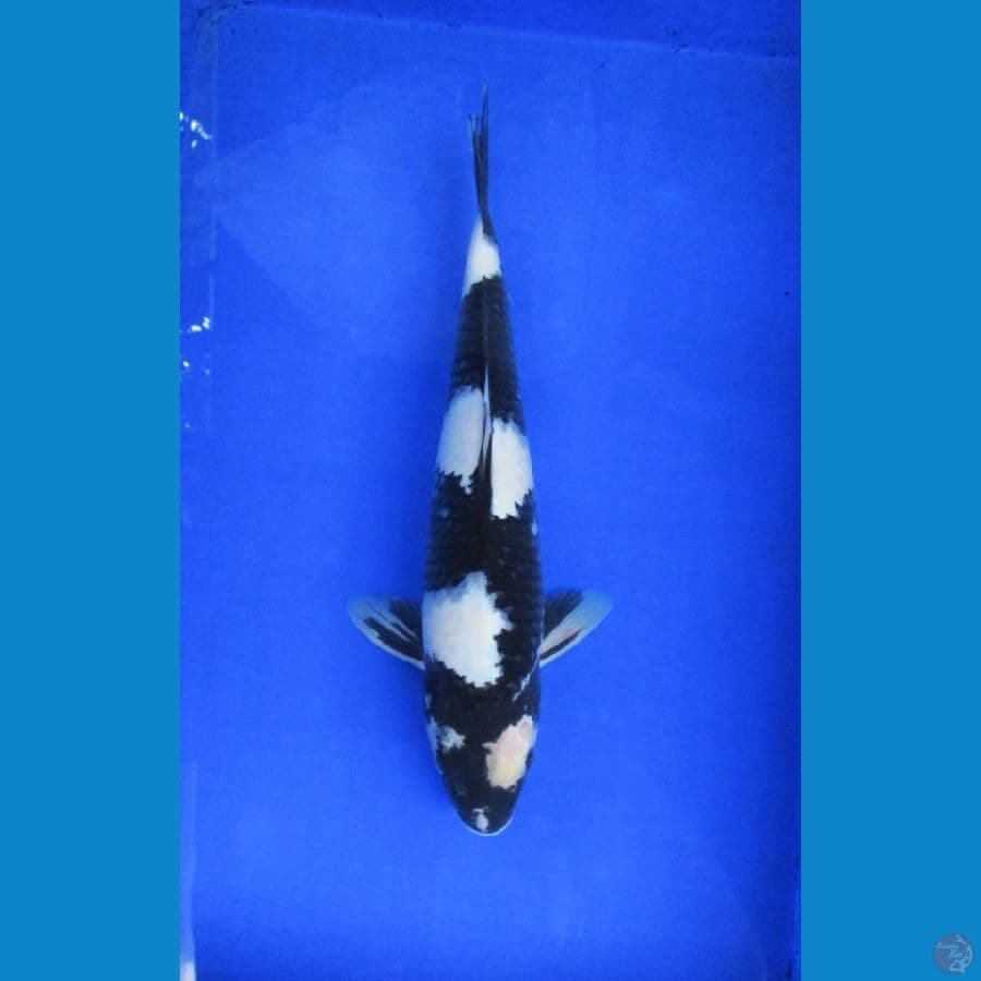 shiro ±38cm stronge