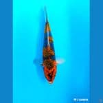 ociba 30 cm