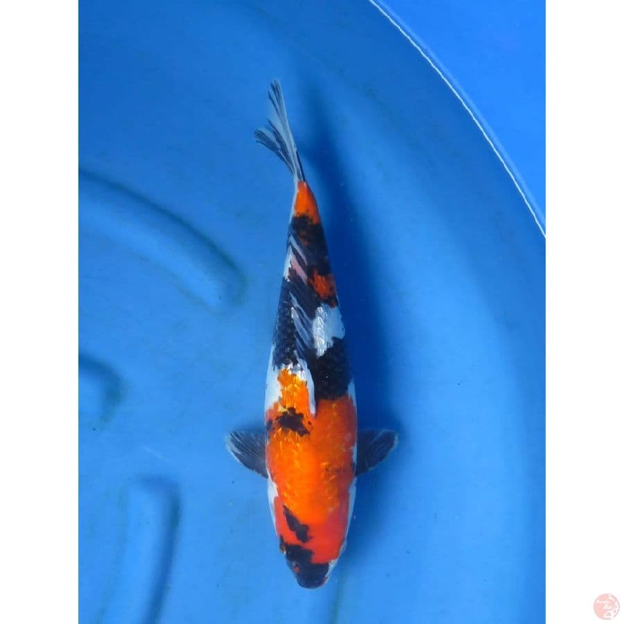 39cm - Shogin Jumbo