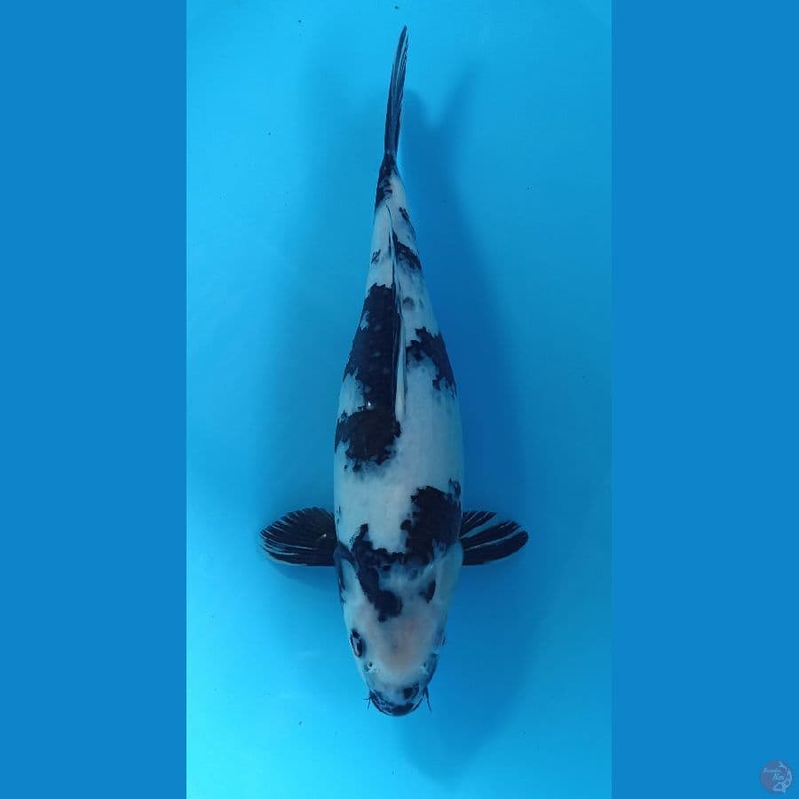 shiro 34cm