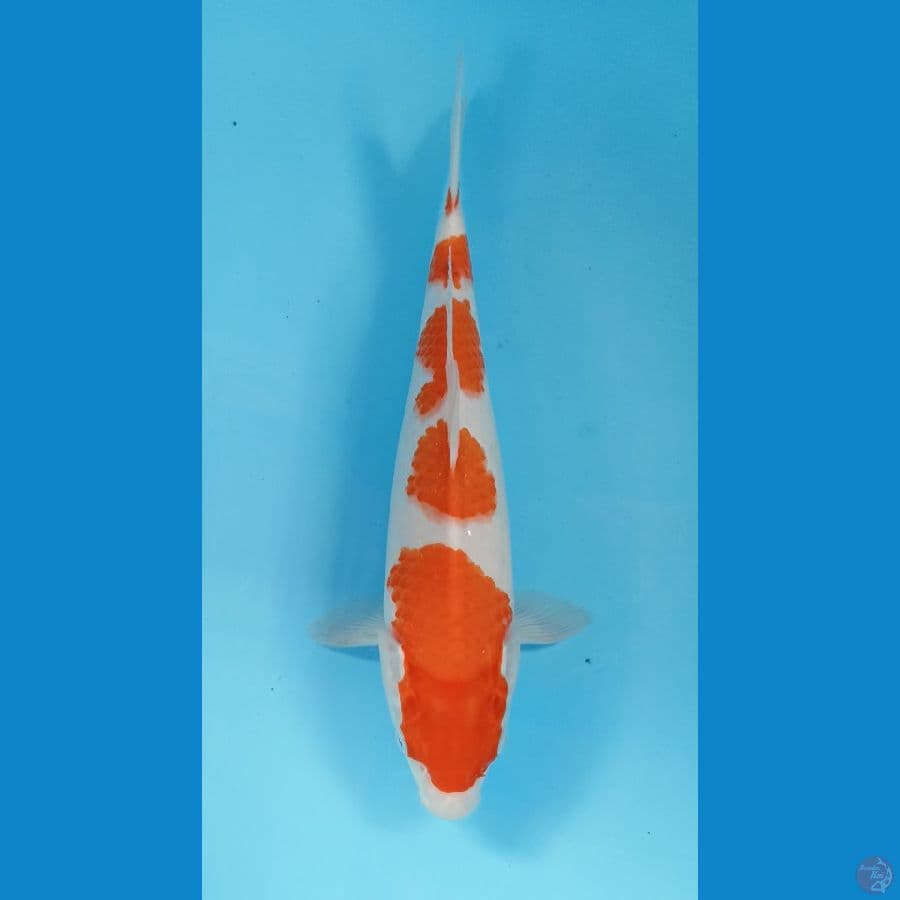 kohaku 32cm