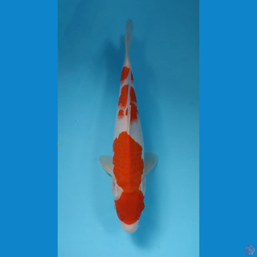 kohaku 32cm