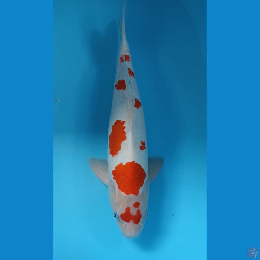 sanke 42cm