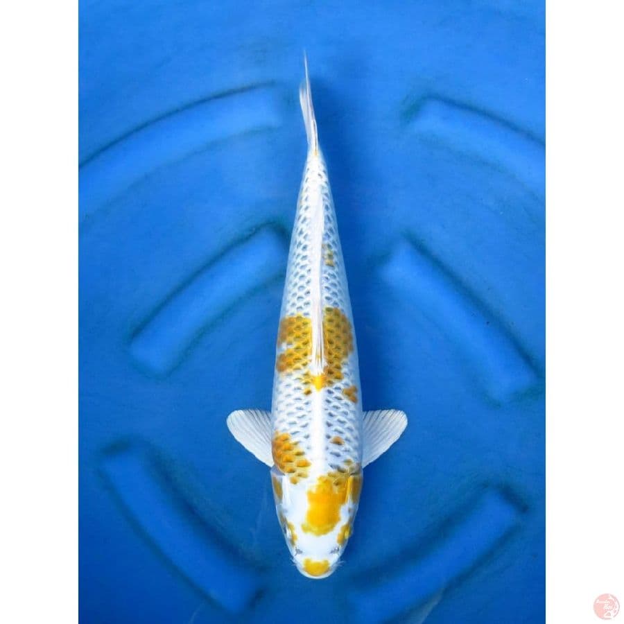 43cm - Yellow Kujaku
