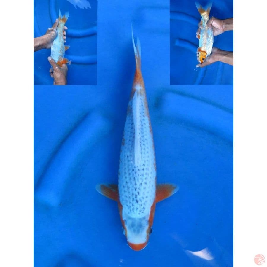 30cm - Asagi