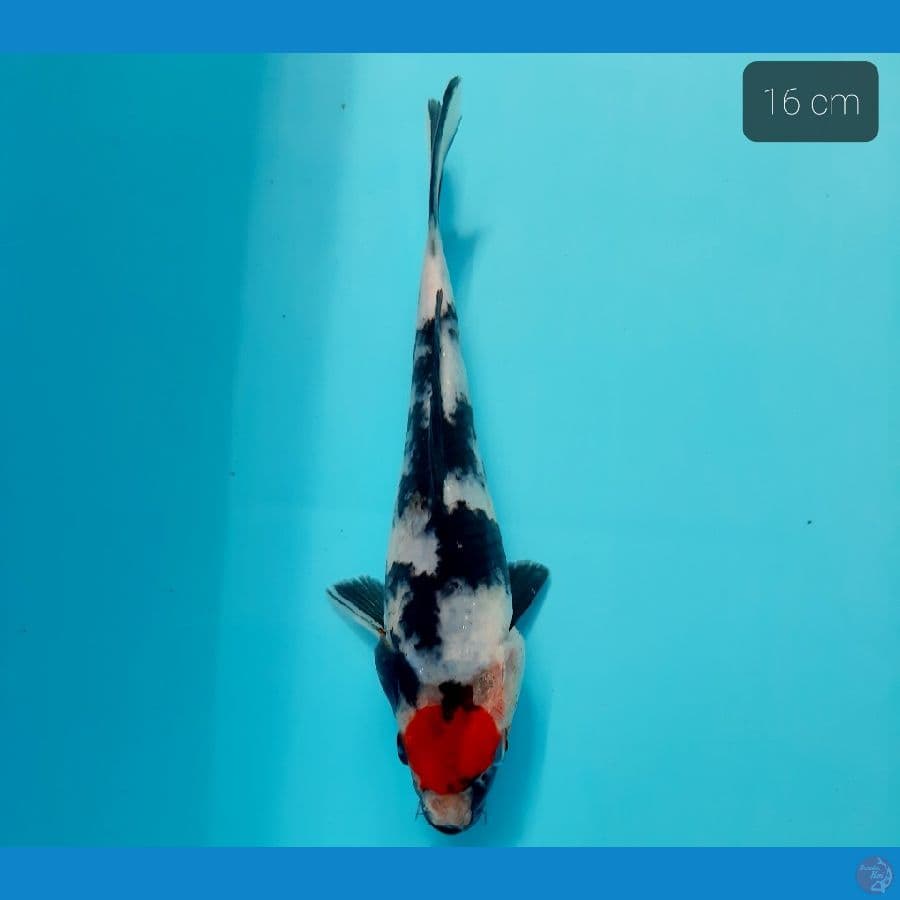 tancho showa 16 cm