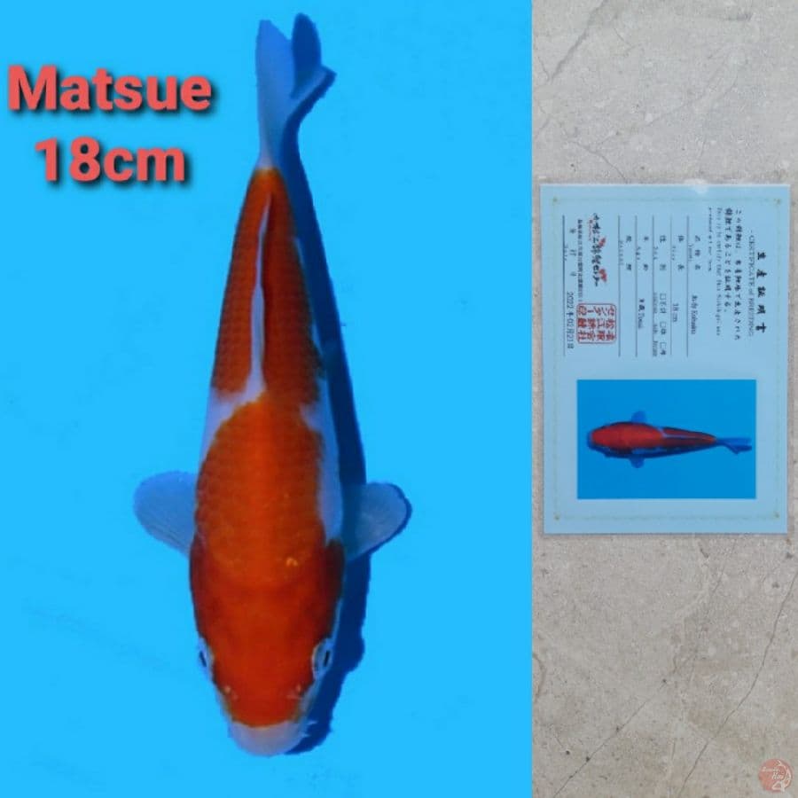 MATSUE KOHAKU 18cm