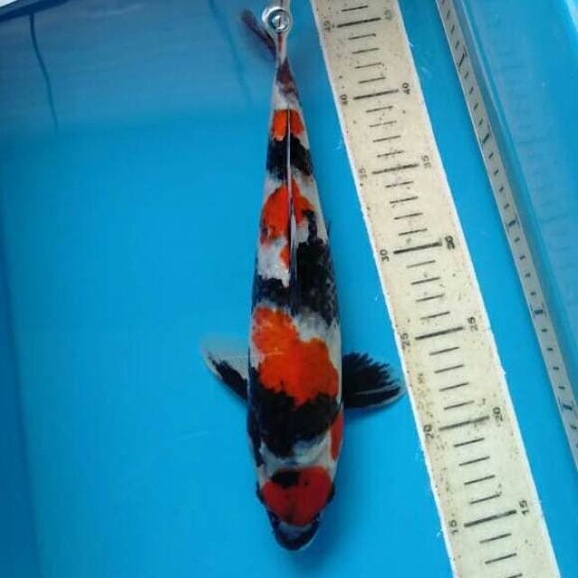 Showa male