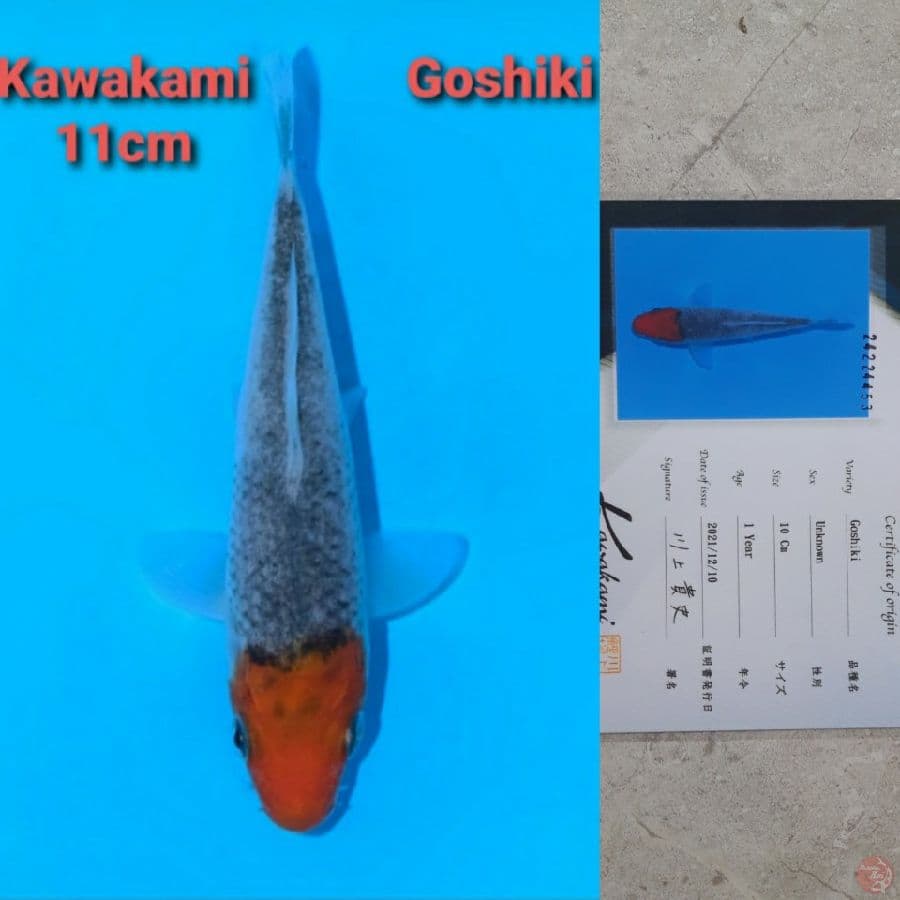 KAWAKAMI TANCHO GOSHIKI 11cm