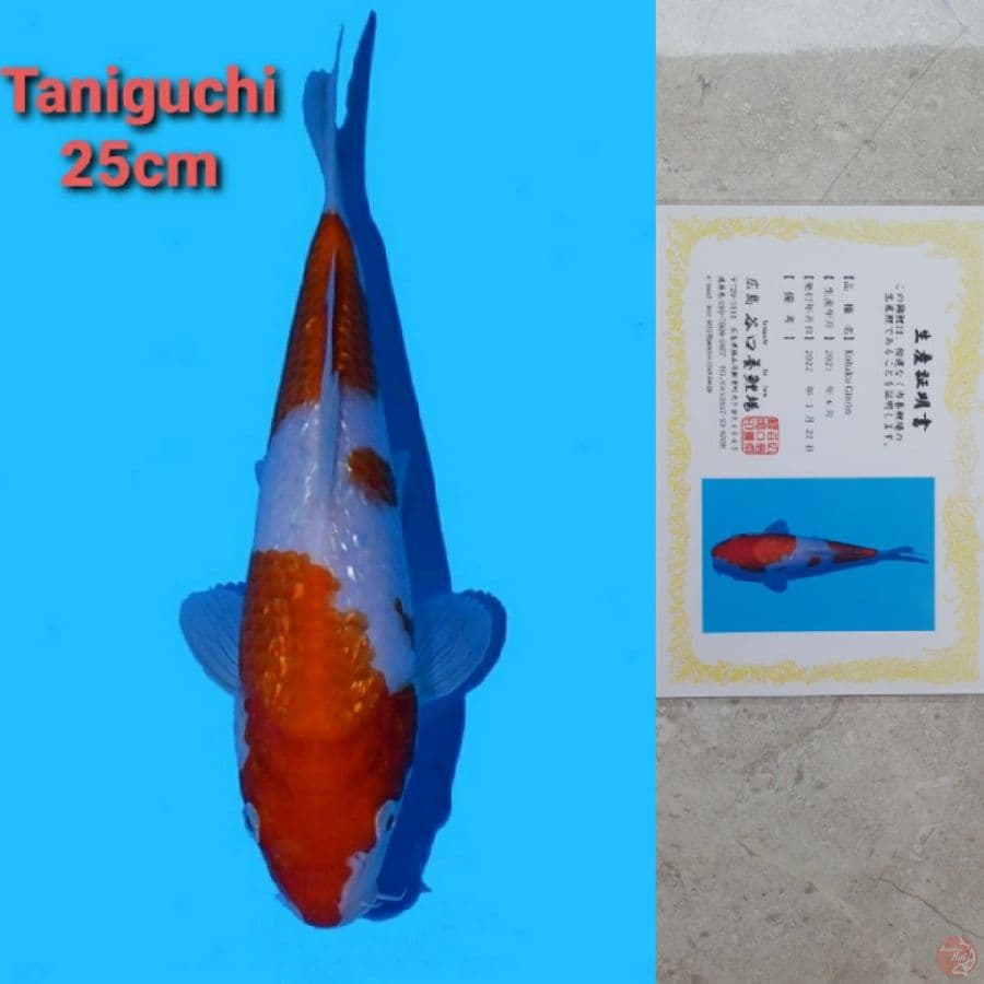 TANIGUCHI KOHAKU GINRIN 25CM