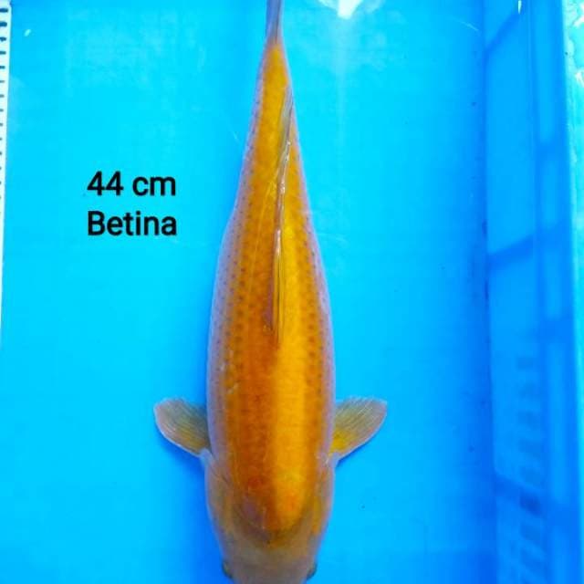 Tembaga 44 cm
