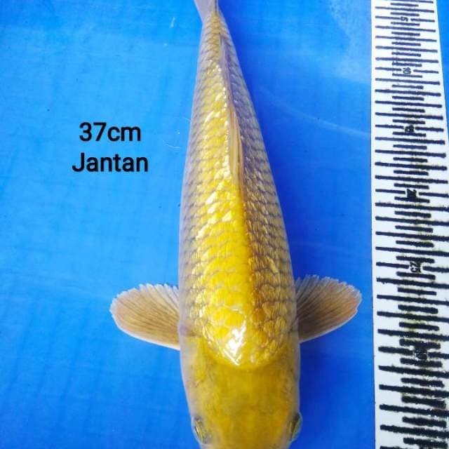 Midori punuk 37 cm jantan