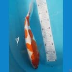 kikushui jumbo 43 cm