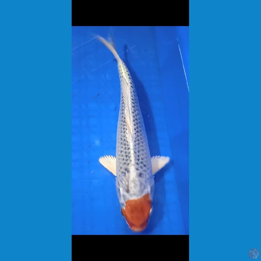 tancho kujaku 25 cm