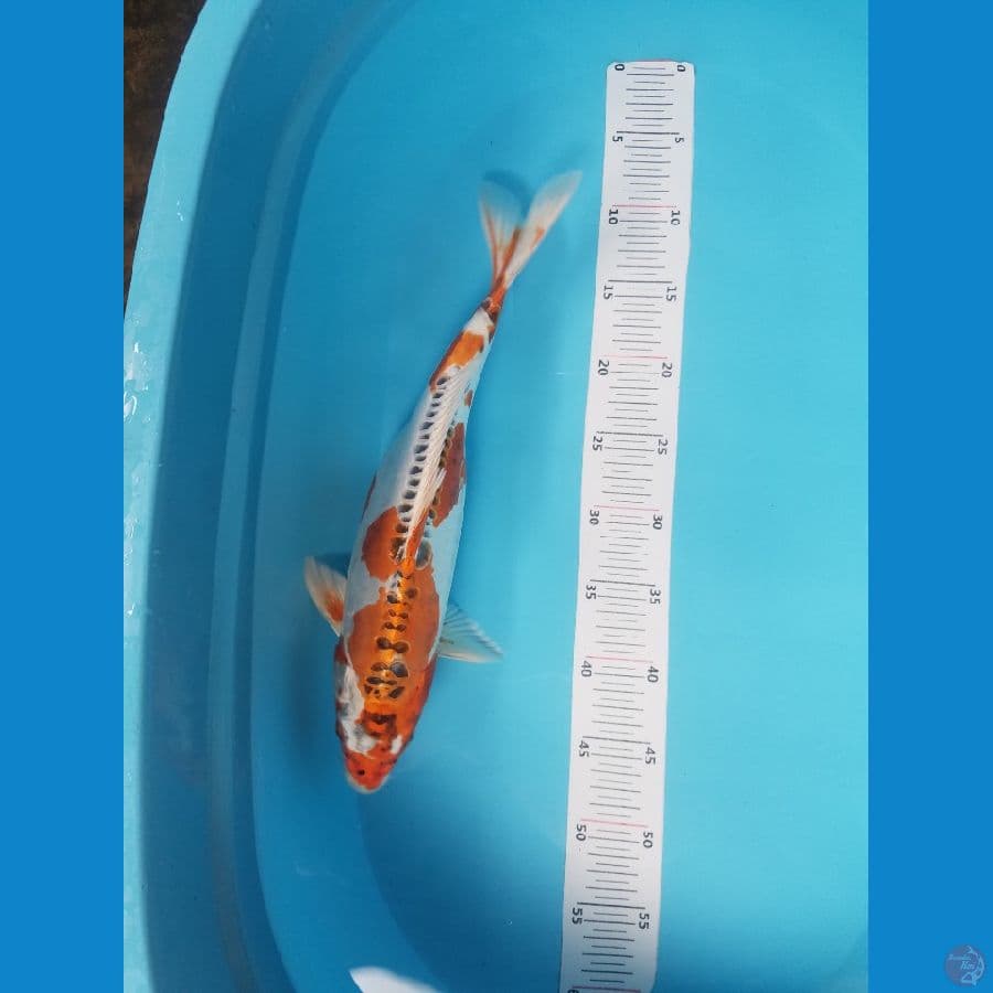 kikoryu jumbo 40 cm